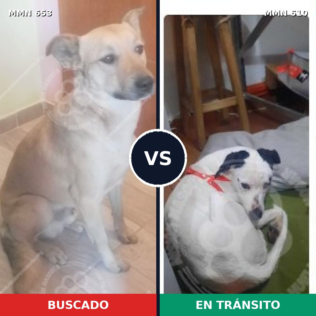 Comparativa MMS 9525: mascota perdida y mascota encontrada, 79% de similitud