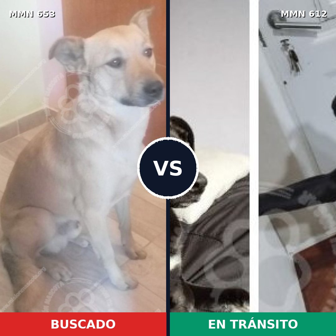 Comparativa MMS 9526: mascota perdida y mascota encontrada, 79% de similitud