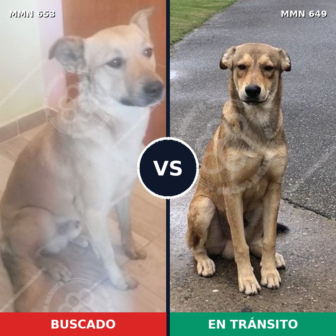 Comparativa MMS 9529: mascota perdida y mascota encontrada, 46% de similitud