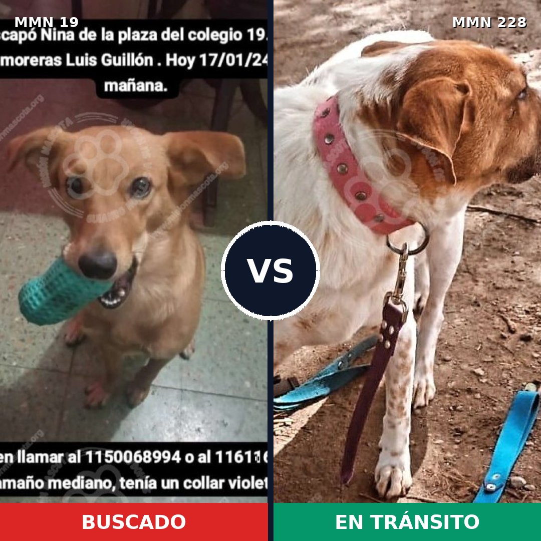 Comparativa MMS 953: mascota perdida y mascota encontrada, 65% de similitud