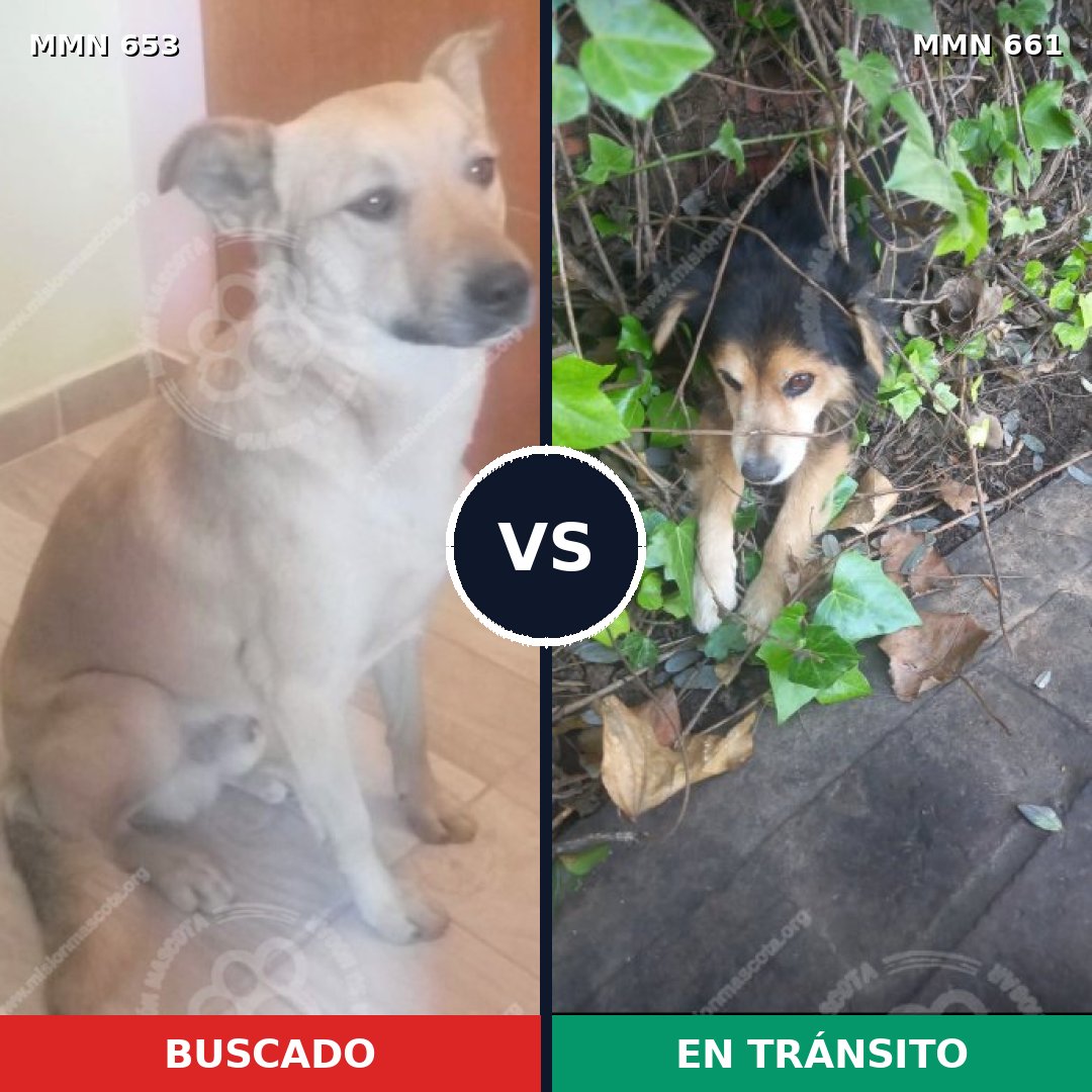 Comparativa MMS 9530: mascota perdida y mascota encontrada, 43% de similitud