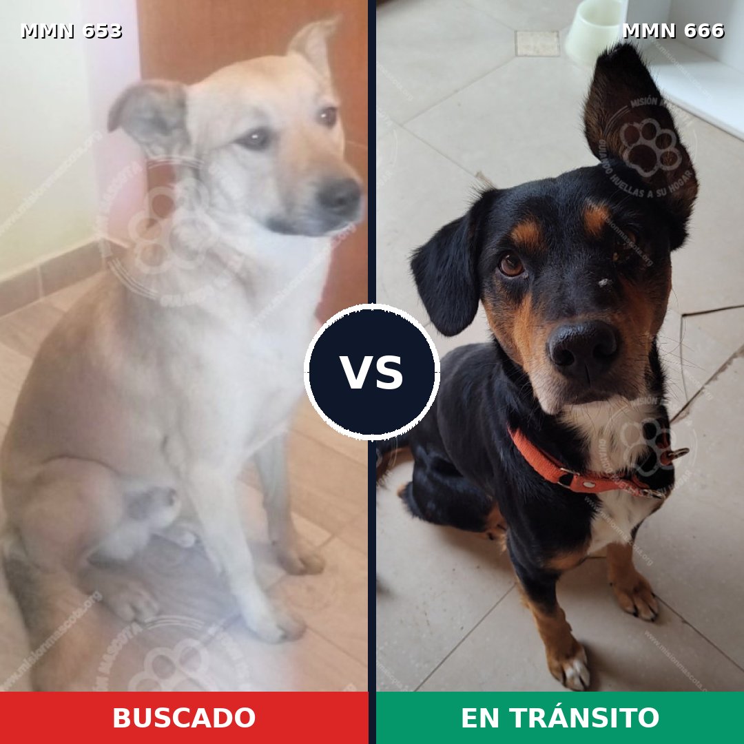 Comparativa MMS 9532: mascota perdida y mascota encontrada, 57% de similitud