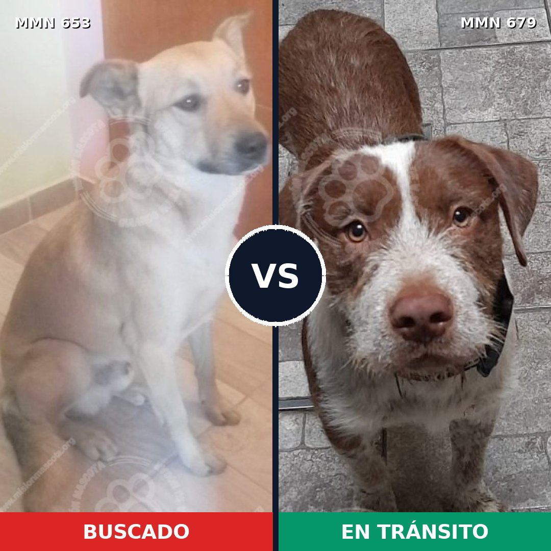 Comparativa MMS 9533: mascota perdida y mascota encontrada, 67% de similitud