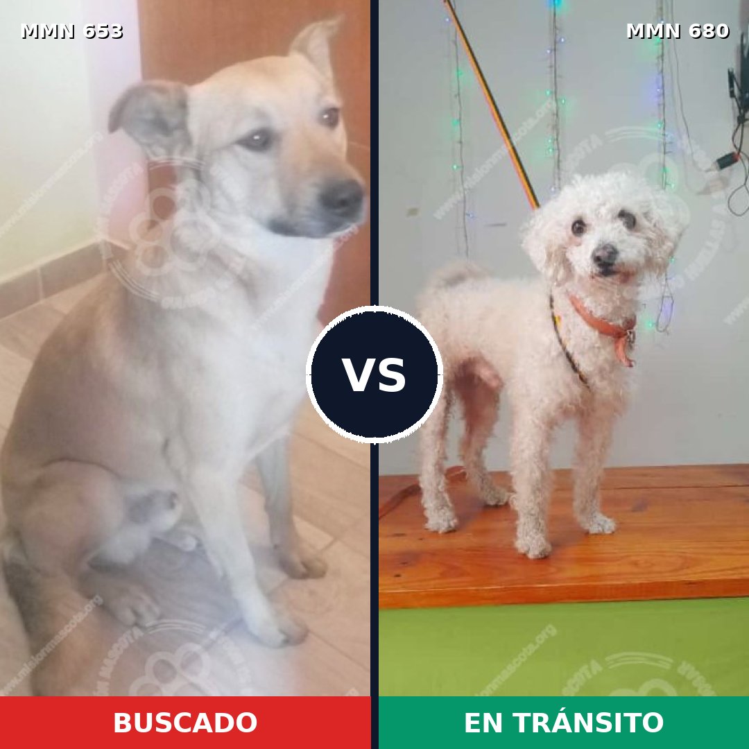 Comparativa MMS 9534: mascota perdida y mascota encontrada, 33% de similitud