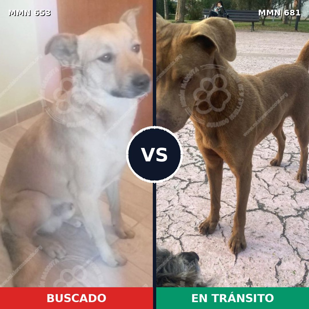 Comparativa MMS 9535: mascota perdida y mascota encontrada, 35% de similitud