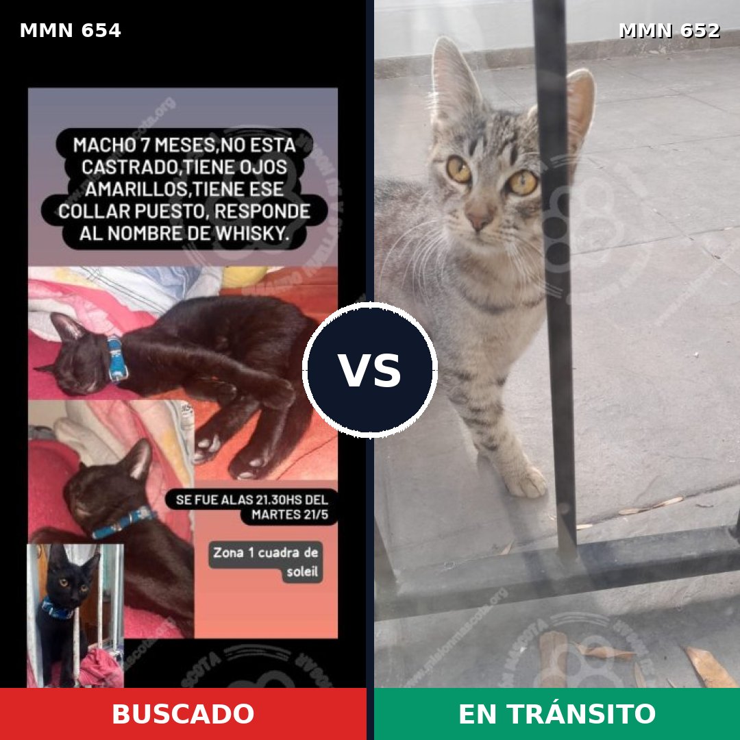 Comparativa MMS 9536: mascota perdida y mascota encontrada, 77% de similitud
