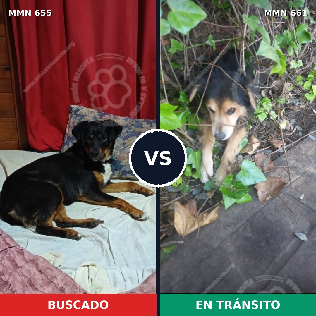 Comparativa MMS 9537: mascota perdida y mascota encontrada, 36% de similitud