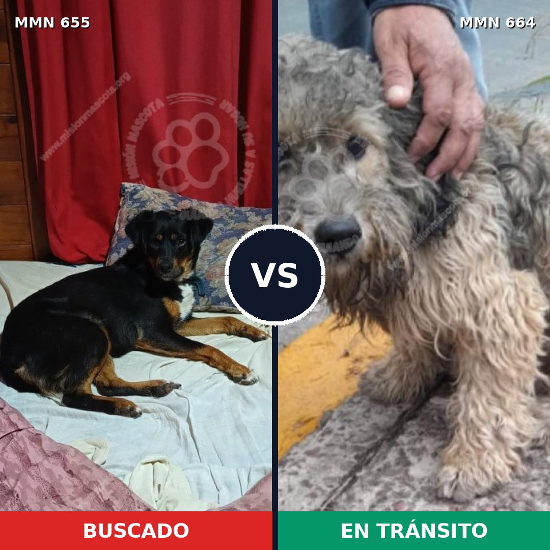 Comparativa MMS 9538: mascota perdida y mascota encontrada, 45% de similitud