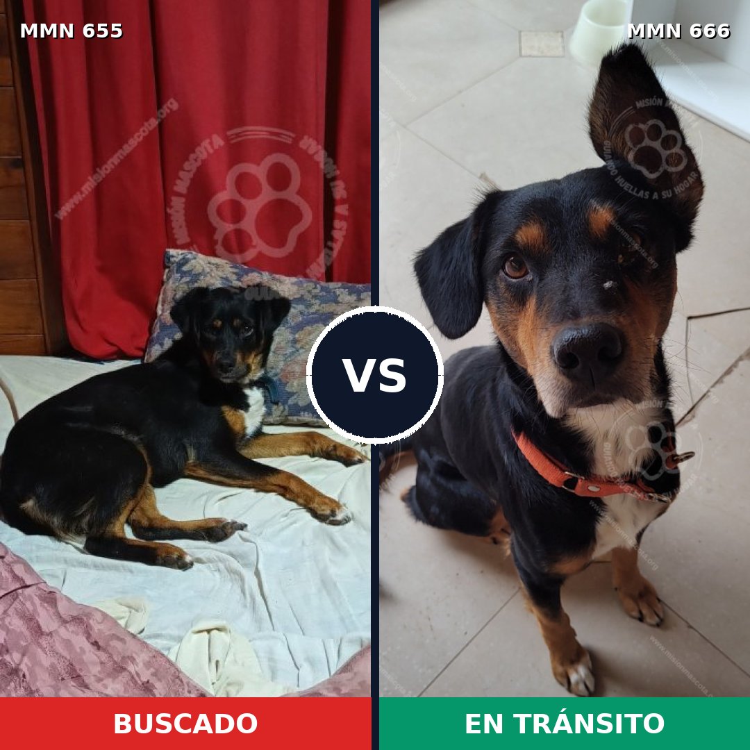 Comparativa MMS 9539: mascota perdida y mascota encontrada, 52% de similitud