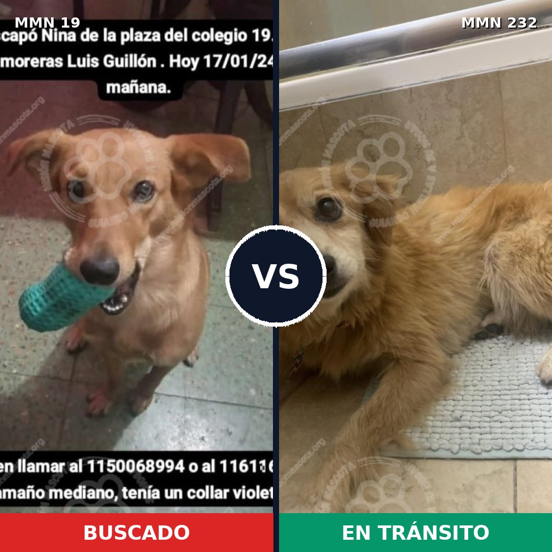Comparativa MMS 954: mascota perdida y mascota encontrada, 67% de similitud