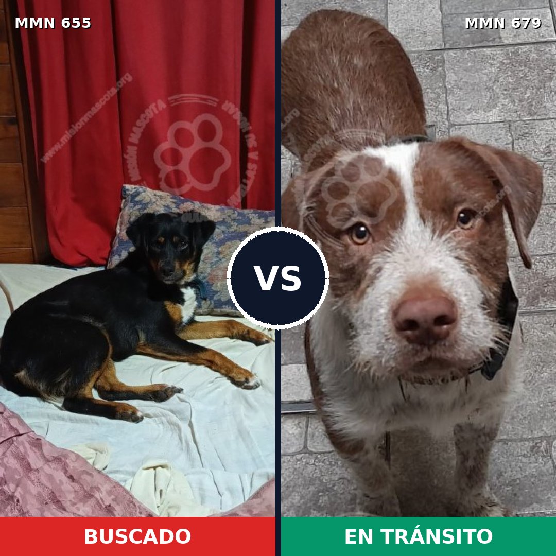 Comparativa MMS 9540: mascota perdida y mascota encontrada, 33% de similitud