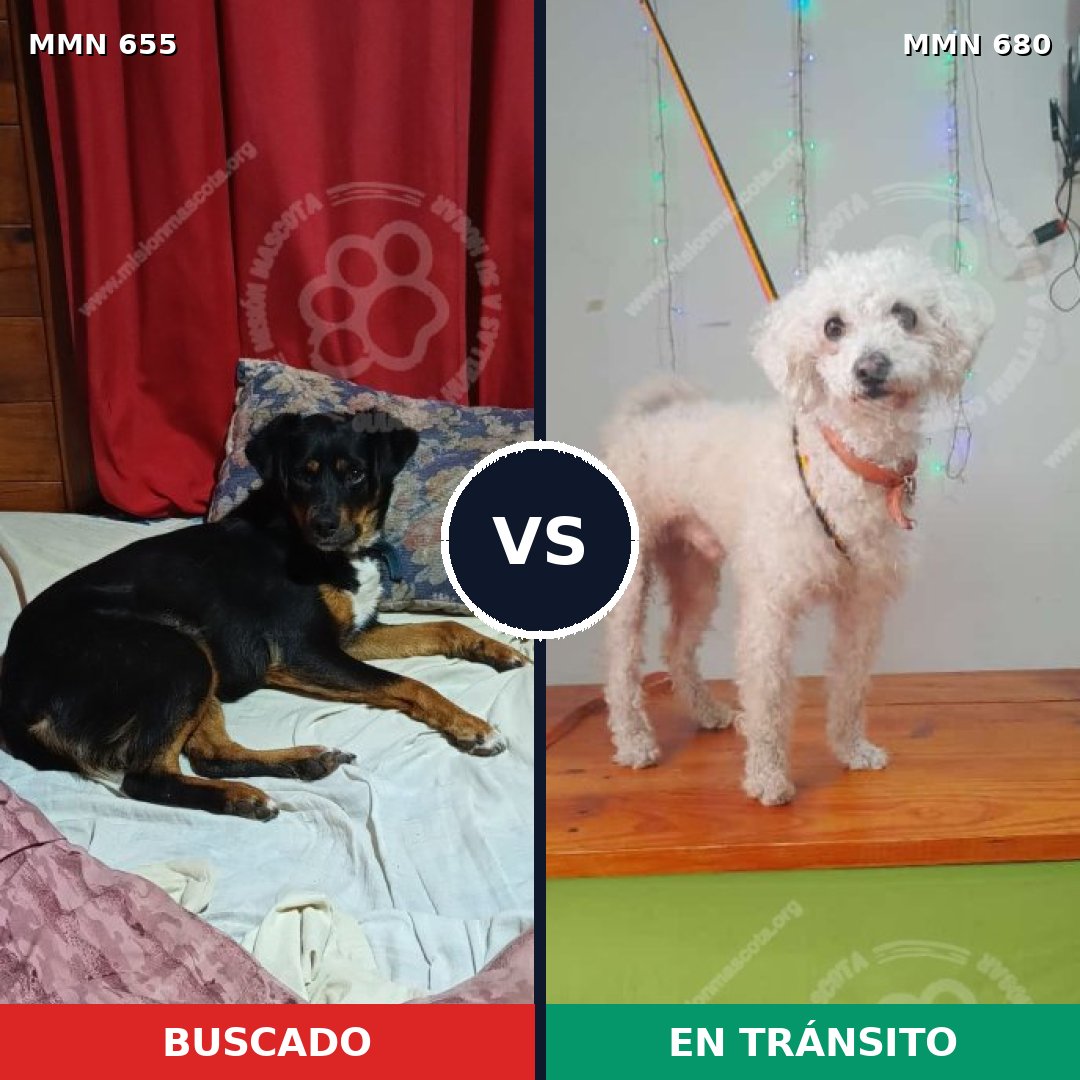 Comparativa MMS 9541: mascota perdida y mascota encontrada, 45% de similitud