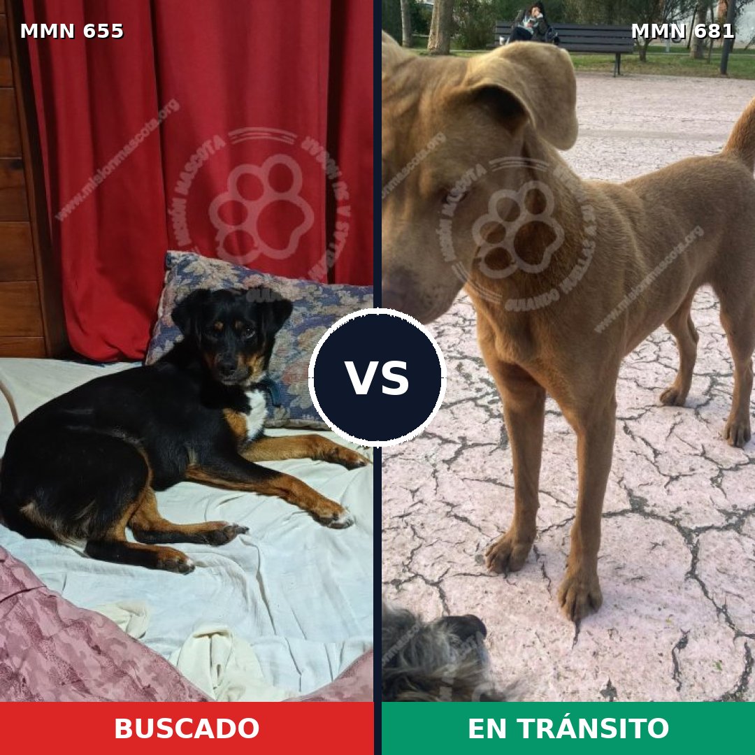 Comparativa MMS 9542: mascota perdida y mascota encontrada, 38% de similitud