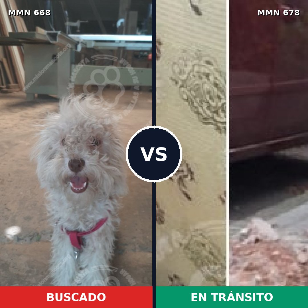 Comparativa MMS 9543: mascota perdida y mascota encontrada, 41% de similitud