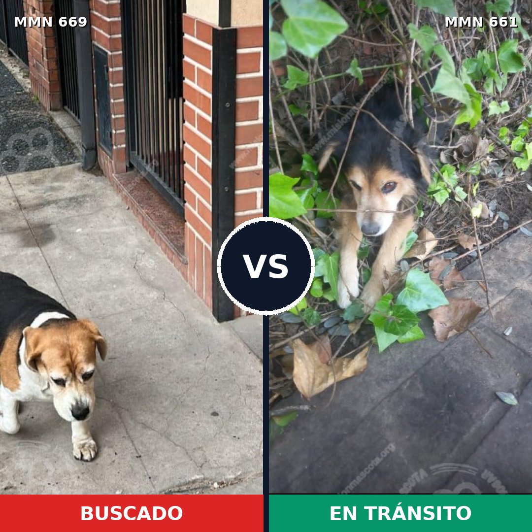 Comparativa MMS 9544: mascota perdida y mascota encontrada, 11% de similitud