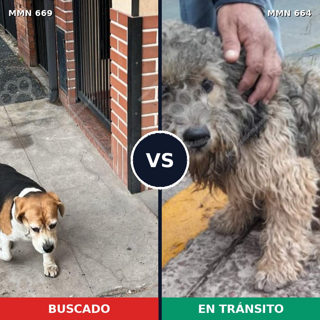 Comparativa MMS 9545: mascota perdida y mascota encontrada, 68% de similitud