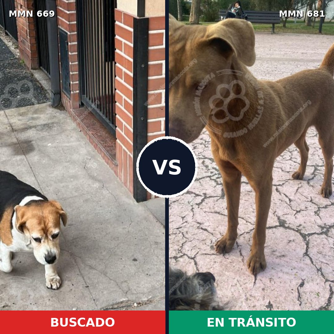 Comparativa MMS 9548: mascota perdida y mascota encontrada, 32% de similitud