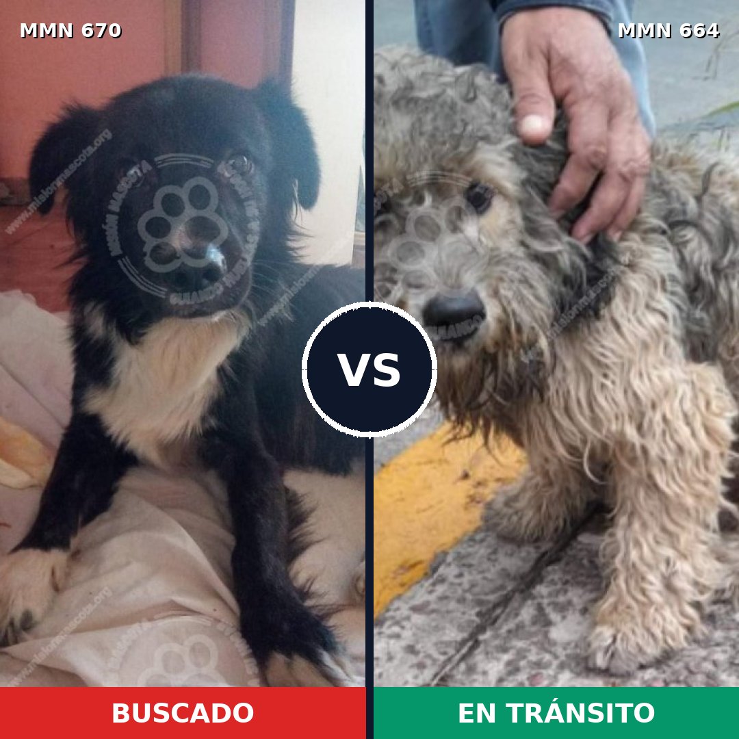 Comparativa MMS 9549: mascota perdida y mascota encontrada, 62% de similitud