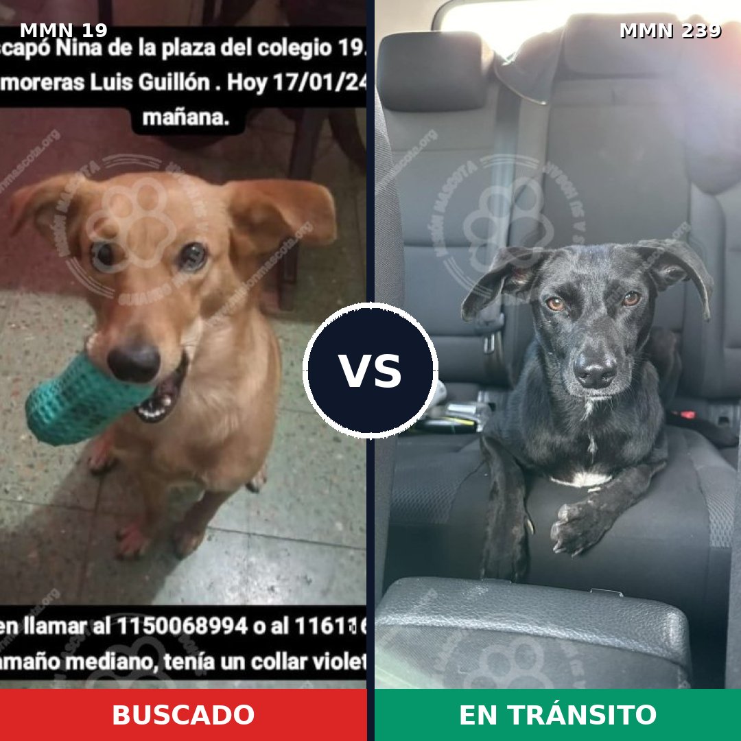 Comparativa MMS 955: mascota perdida y mascota encontrada, 73% de similitud