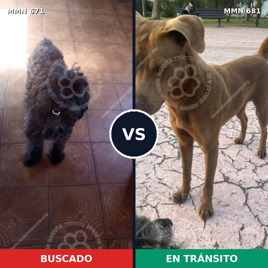 Comparativa MMS 9553: mascota perdida y mascota encontrada, 20% de similitud