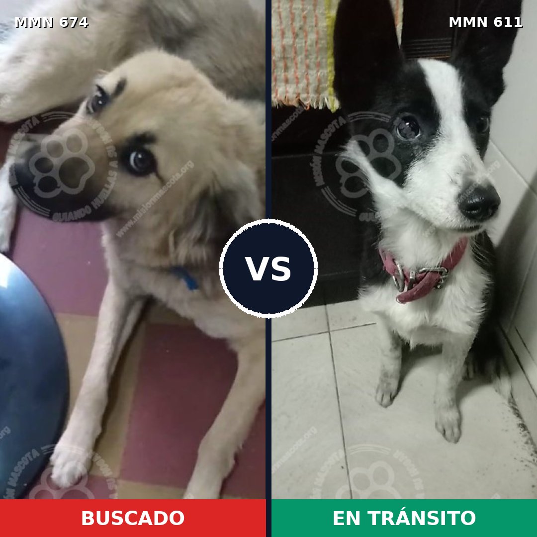 Comparativa MMS 9554: mascota perdida y mascota encontrada, 78% de similitud