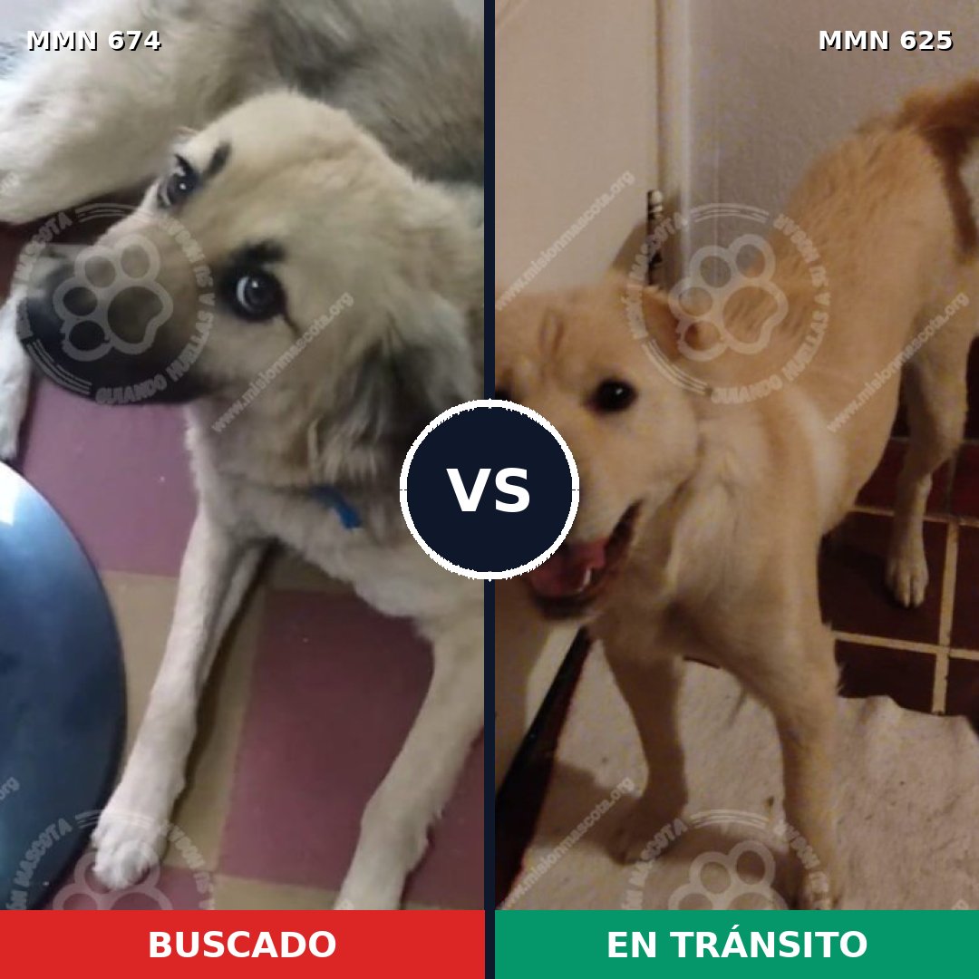 Comparativa MMS 9555: mascota perdida y mascota encontrada, 84% de similitud