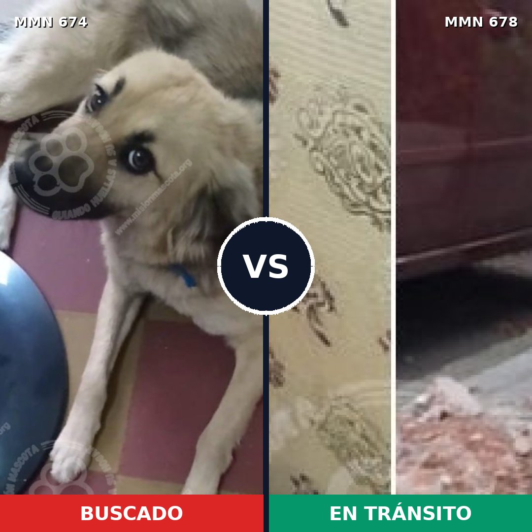 Comparativa MMS 9556: mascota perdida y mascota encontrada, 81% de similitud
