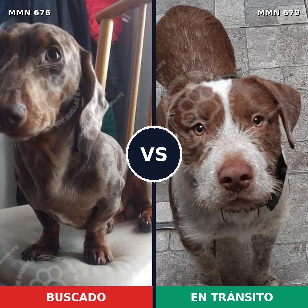 Comparativa MMS 9559: mascota perdida y mascota encontrada, 27% de similitud