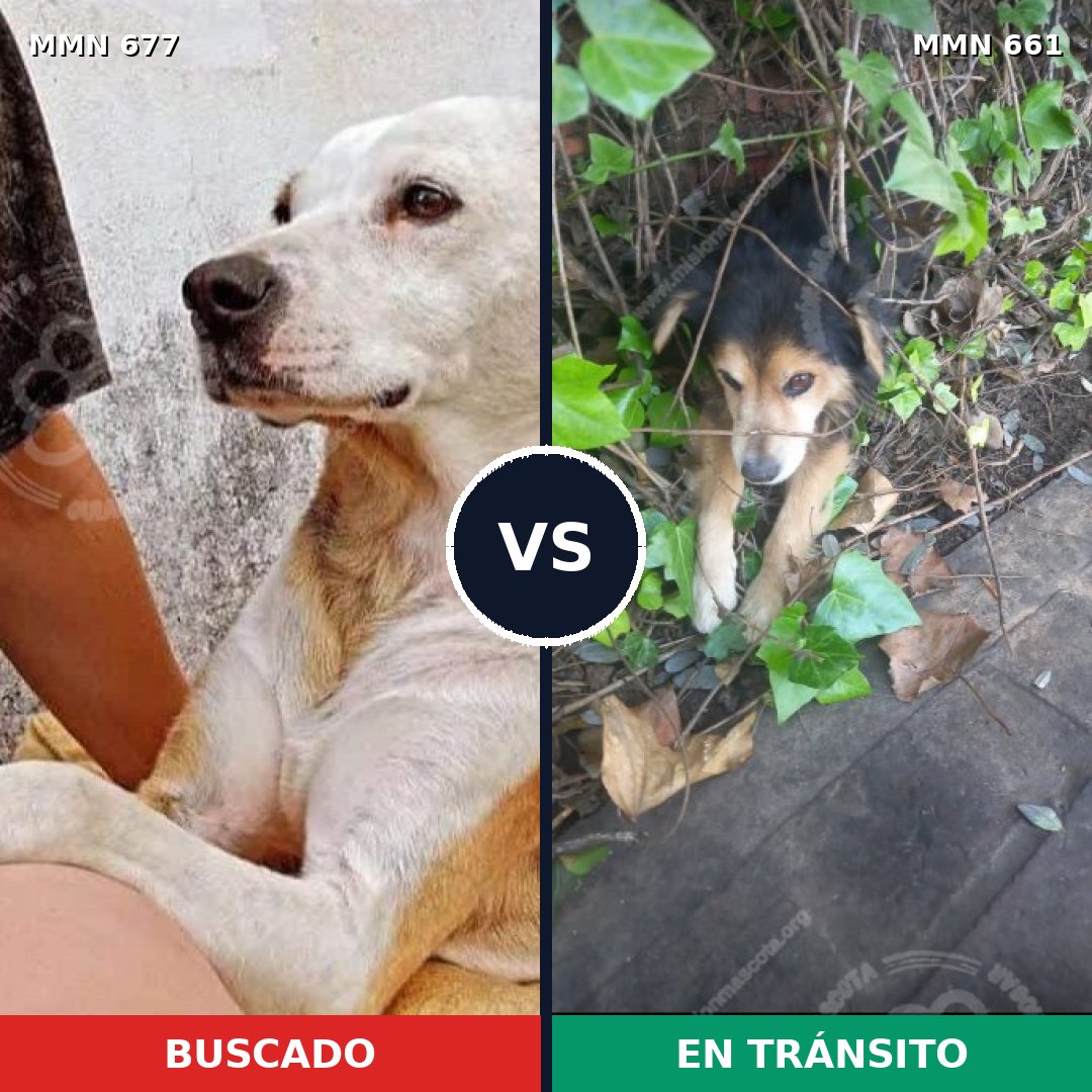 Comparativa MMS 9561: mascota perdida y mascota encontrada, 37% de similitud