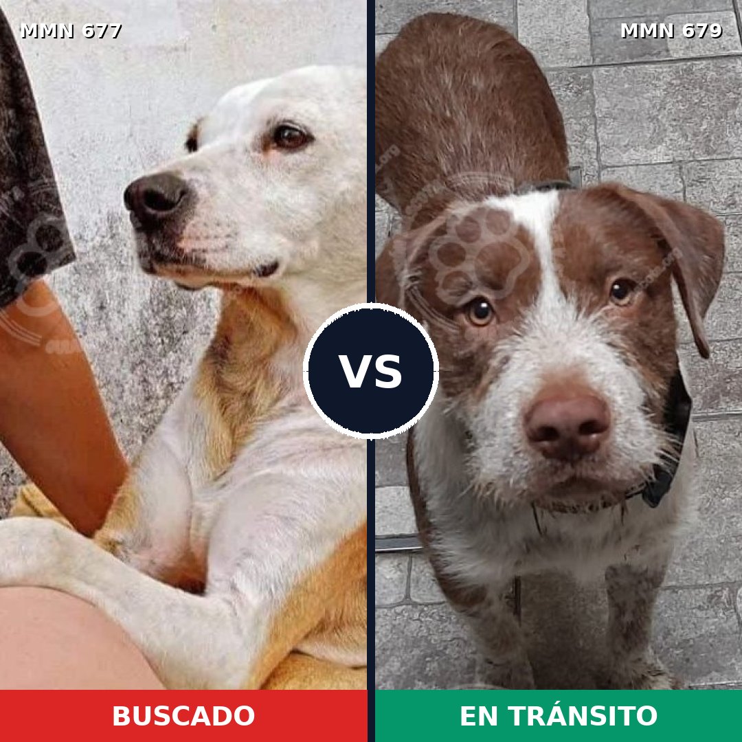 Comparativa MMS 9564: mascota perdida y mascota encontrada, 65% de similitud
