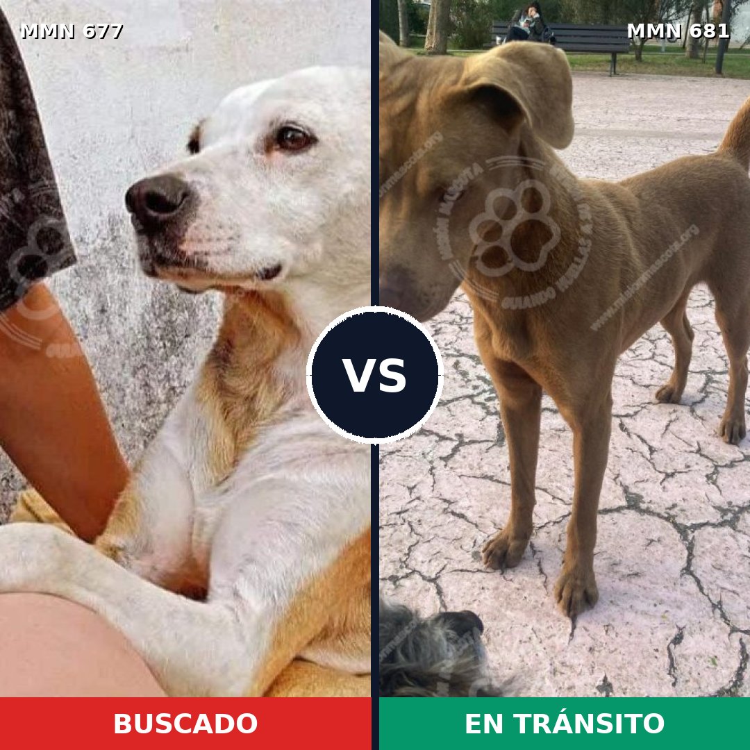 Comparativa MMS 9565: mascota perdida y mascota encontrada, 42% de similitud