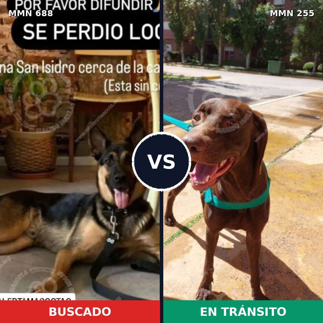 Comparativa MMS 9567: mascota perdida y mascota encontrada, 47% de similitud