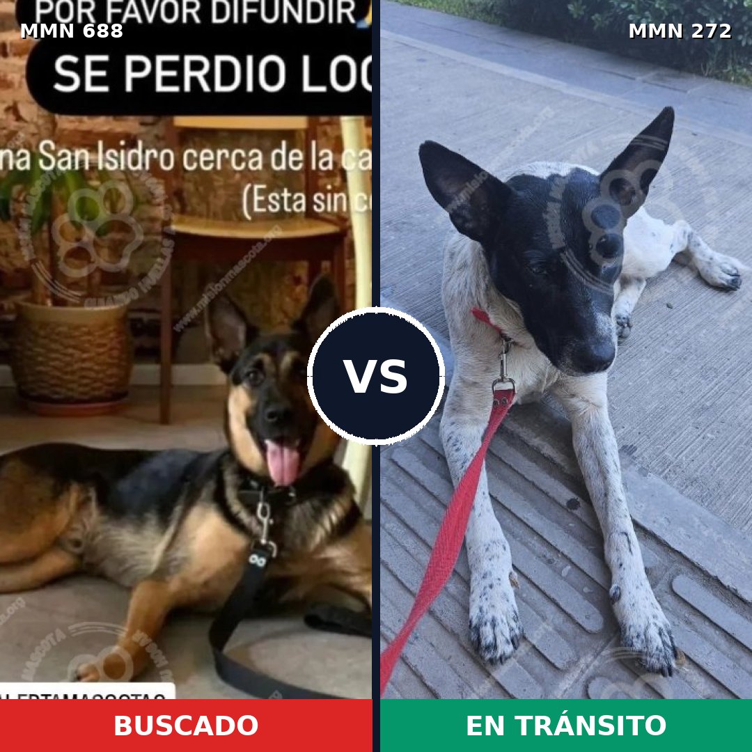 Comparativa MMS 9568: mascota perdida y mascota encontrada, 61% de similitud