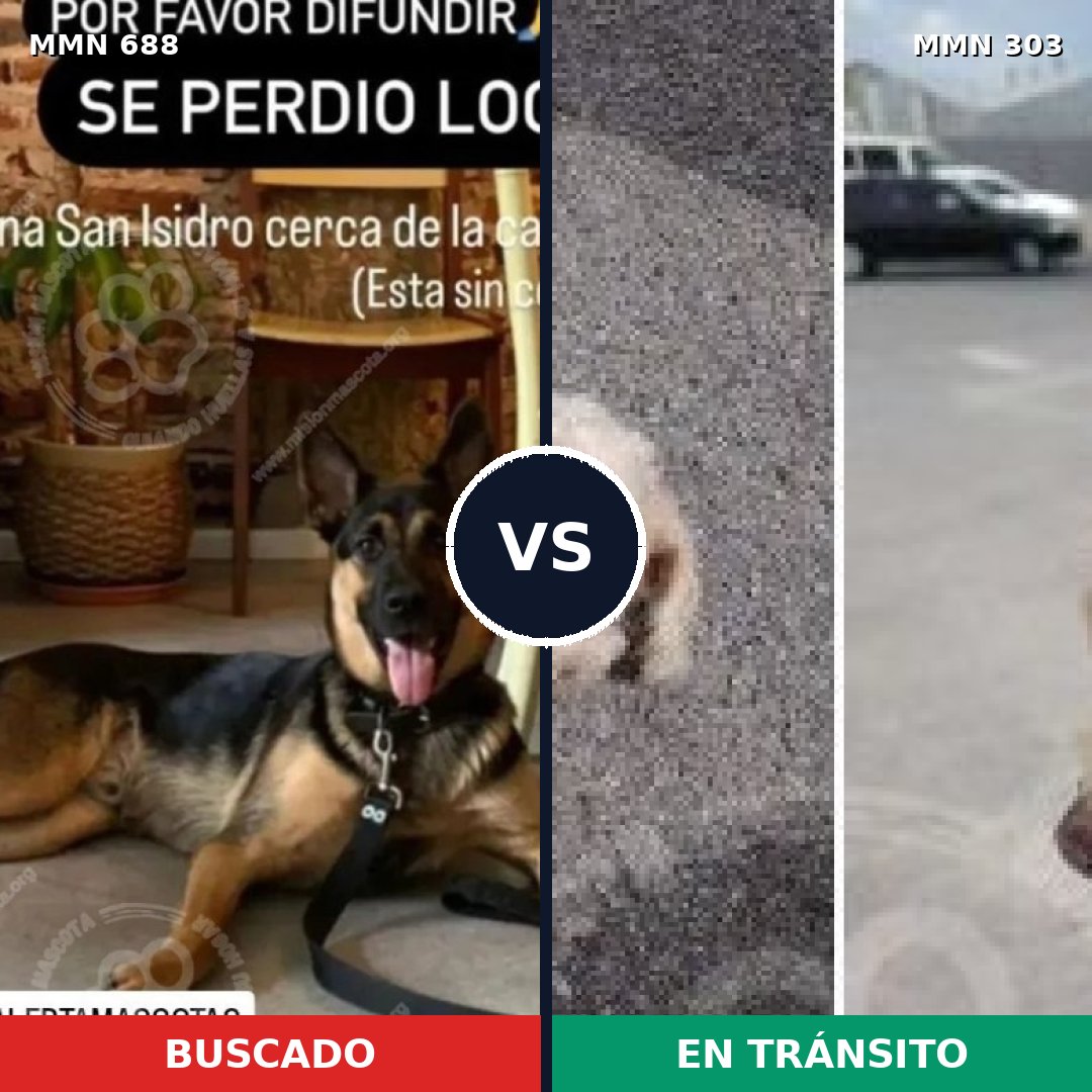 Comparativa MMS 9569: mascota perdida y mascota encontrada, 11% de similitud