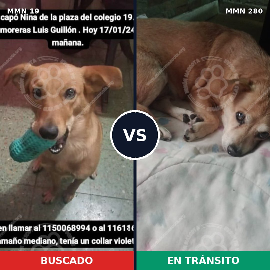 Comparativa MMS 957: mascota perdida y mascota encontrada, 76% de similitud
