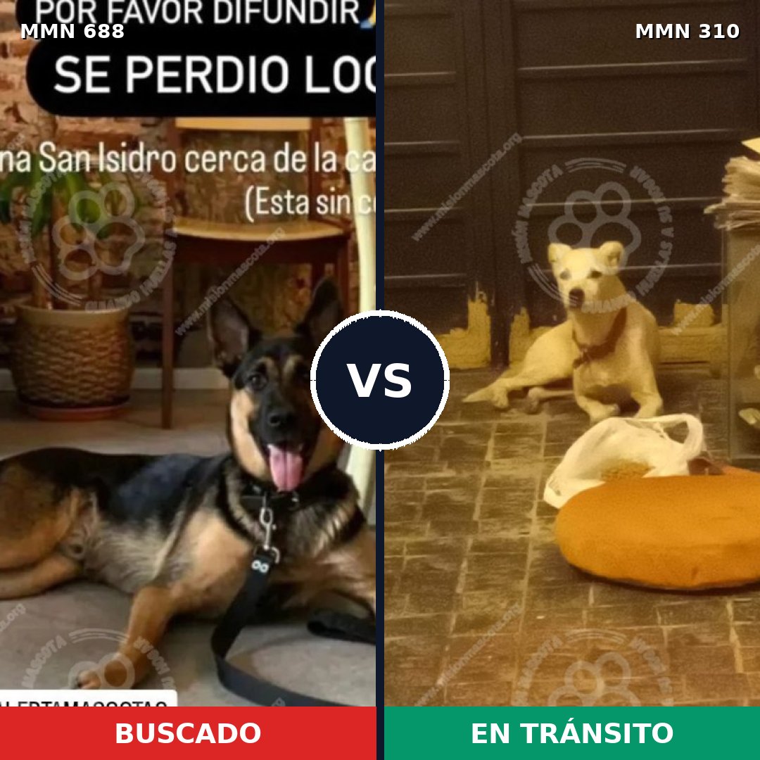 Comparativa MMS 9570: mascota perdida y mascota encontrada, 20% de similitud