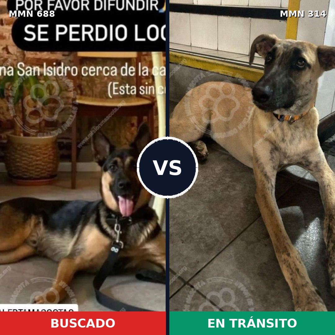 Comparativa MMS 9571: mascota perdida y mascota encontrada, 80% de similitud
