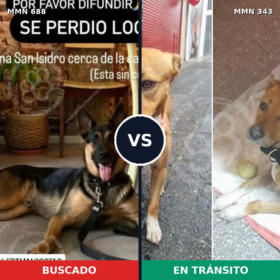 Comparativa MMS 9572: mascota perdida y mascota encontrada, 33% de similitud