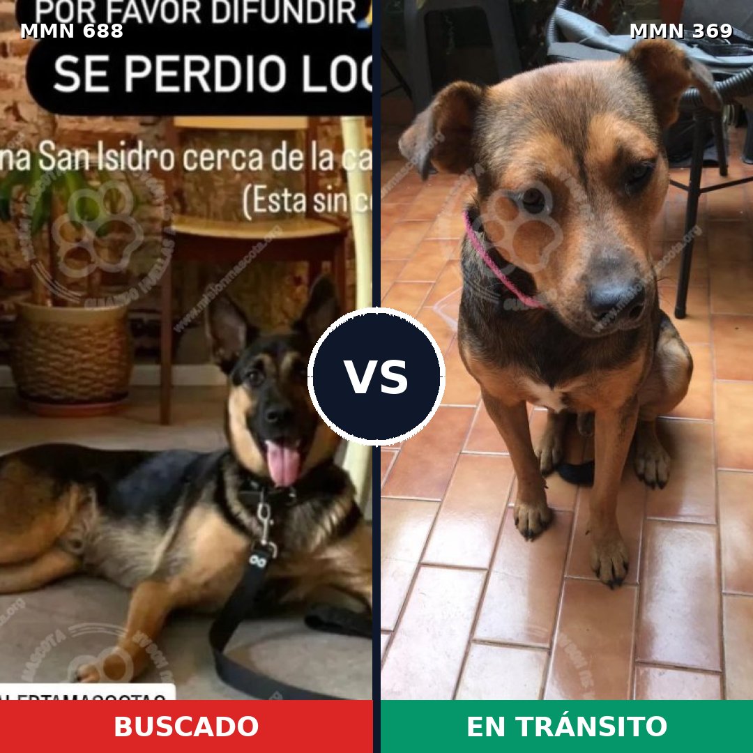 Comparativa MMS 9573: mascota perdida y mascota encontrada, 34% de similitud