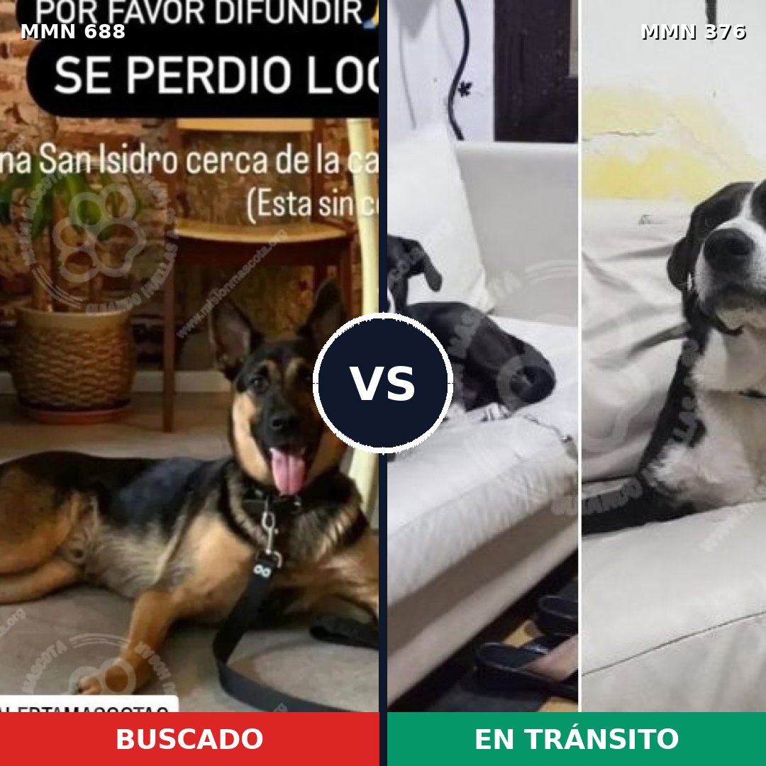 Comparativa MMS 9575: mascota perdida y mascota encontrada, 31% de similitud