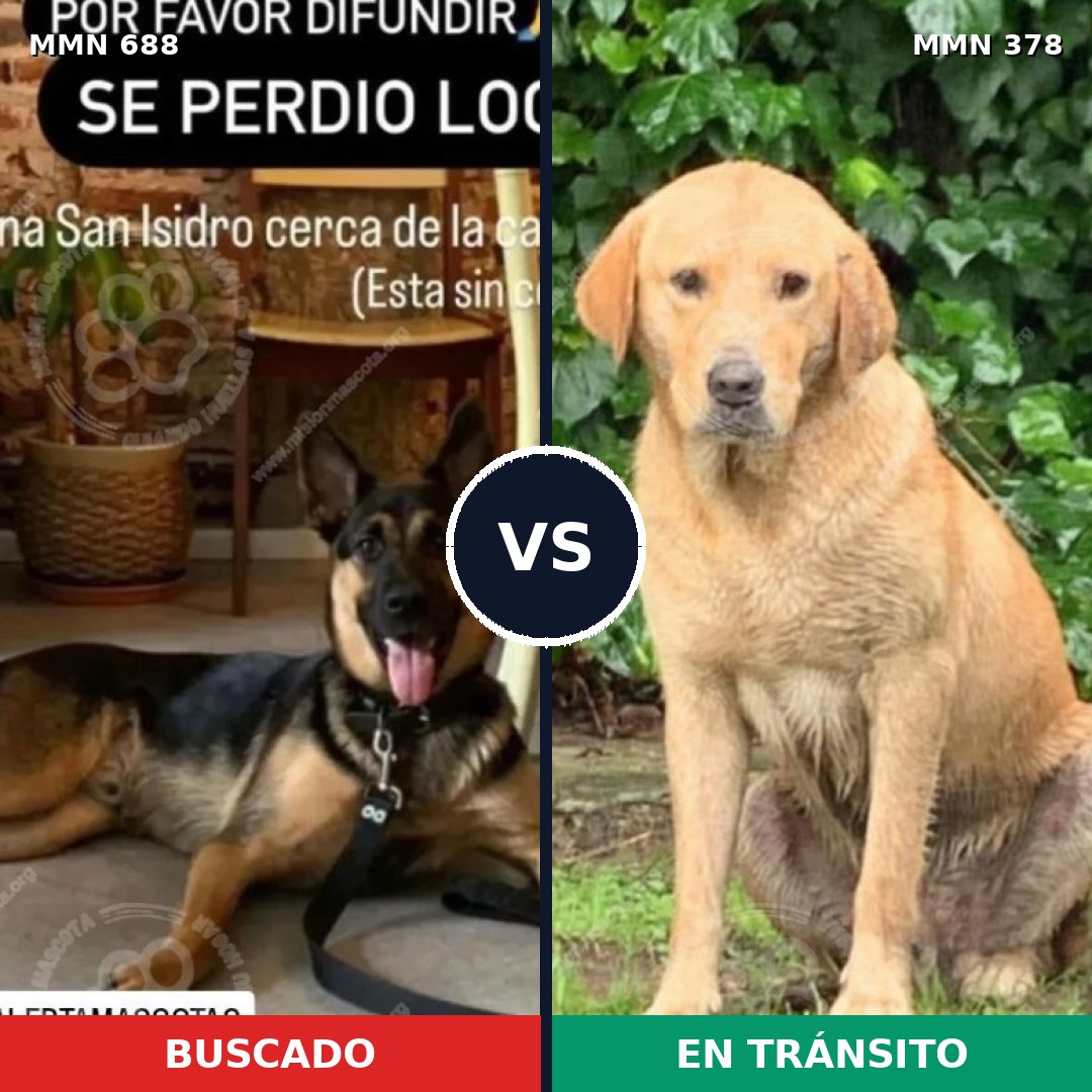 Comparativa MMS 9576: mascota perdida y mascota encontrada, 77% de similitud