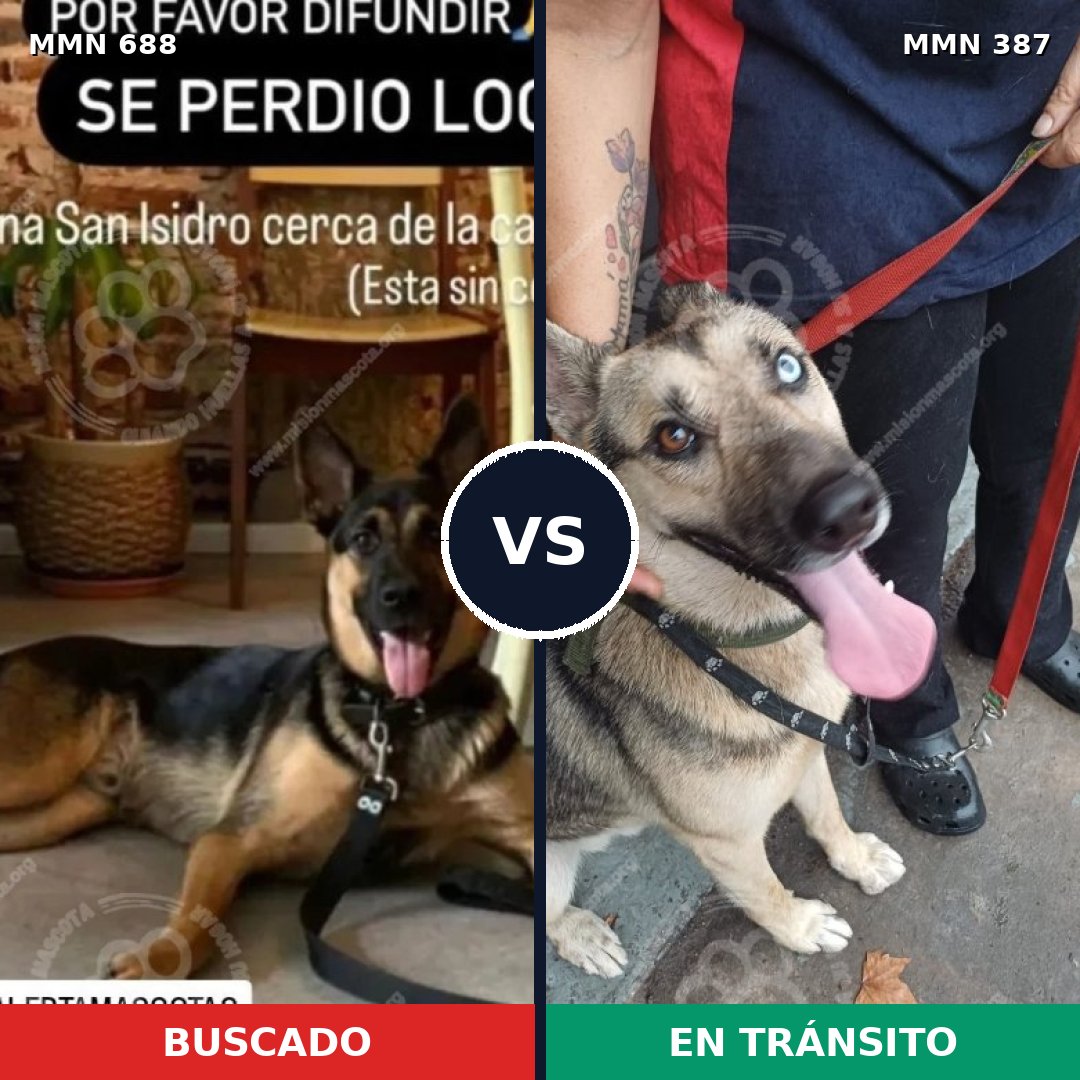 Comparativa MMS 9577: mascota perdida y mascota encontrada, 15% de similitud