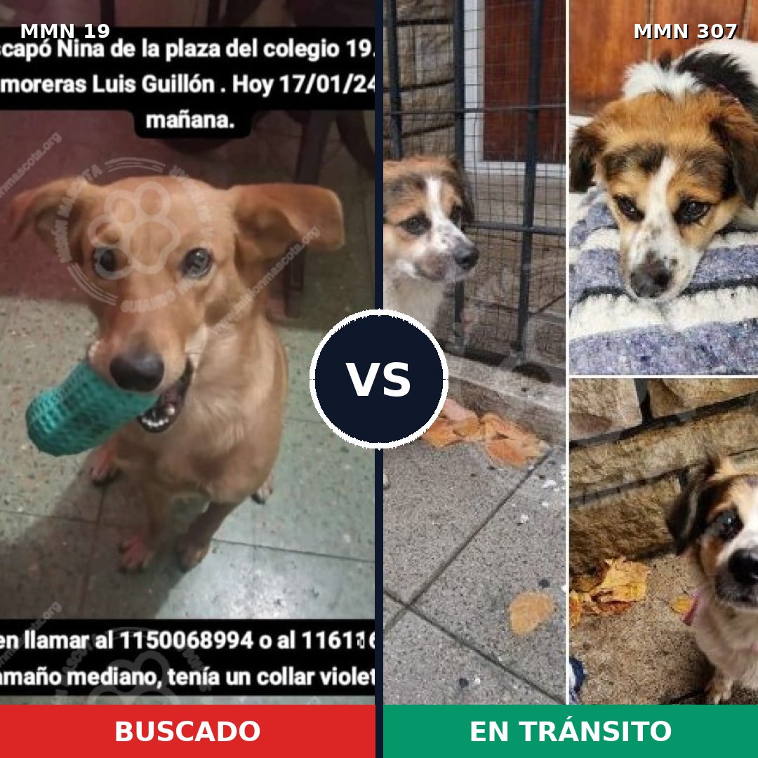 Comparativa MMS 958: mascota perdida y mascota encontrada, 74% de similitud