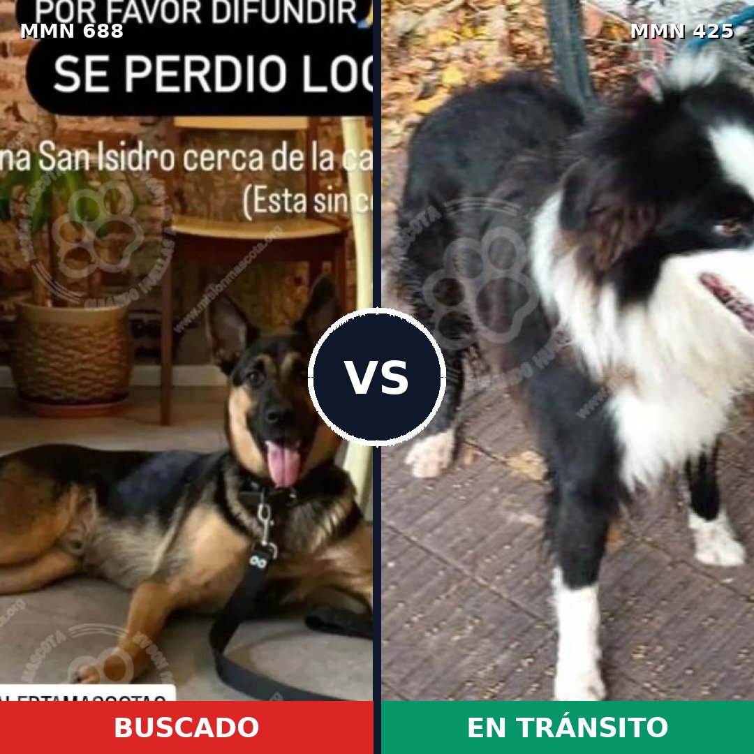 Comparativa MMS 9581: mascota perdida y mascota encontrada, 80% de similitud