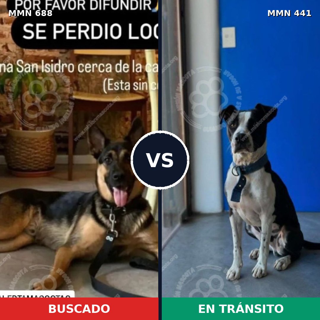 Comparativa MMS 9582: mascota perdida y mascota encontrada, 74% de similitud