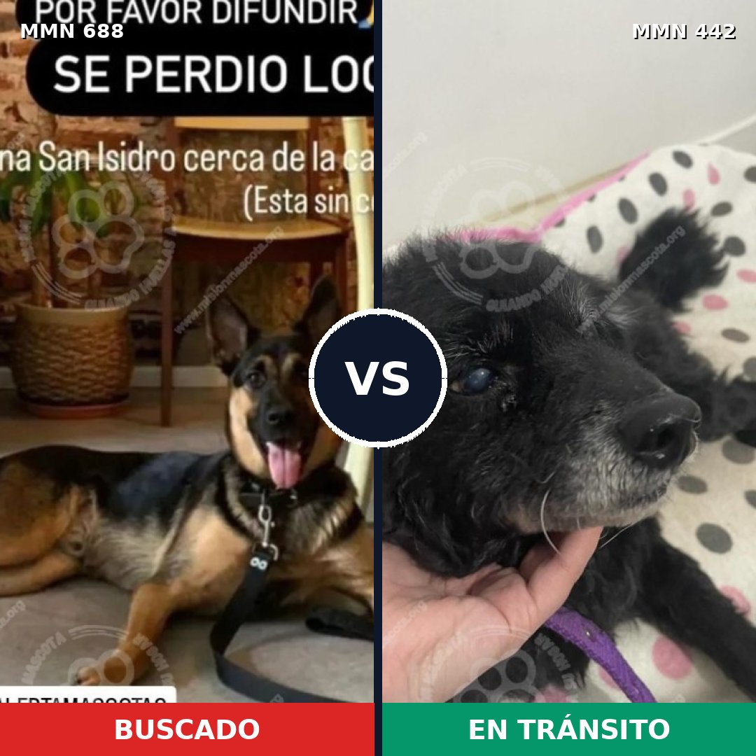 Comparativa MMS 9583: mascota perdida y mascota encontrada, 26% de similitud