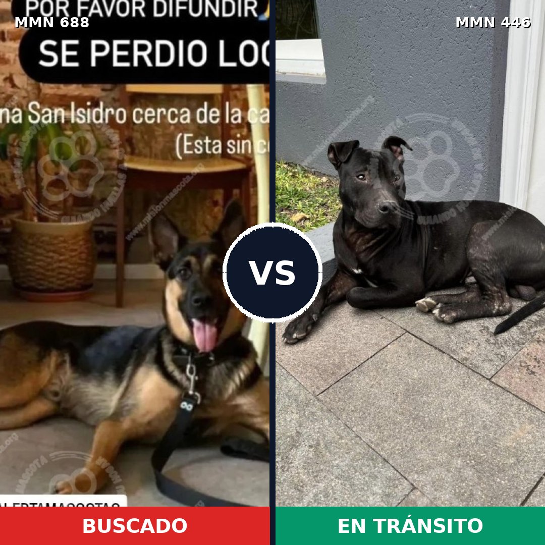 Comparativa MMS 9584: mascota perdida y mascota encontrada, 33% de similitud