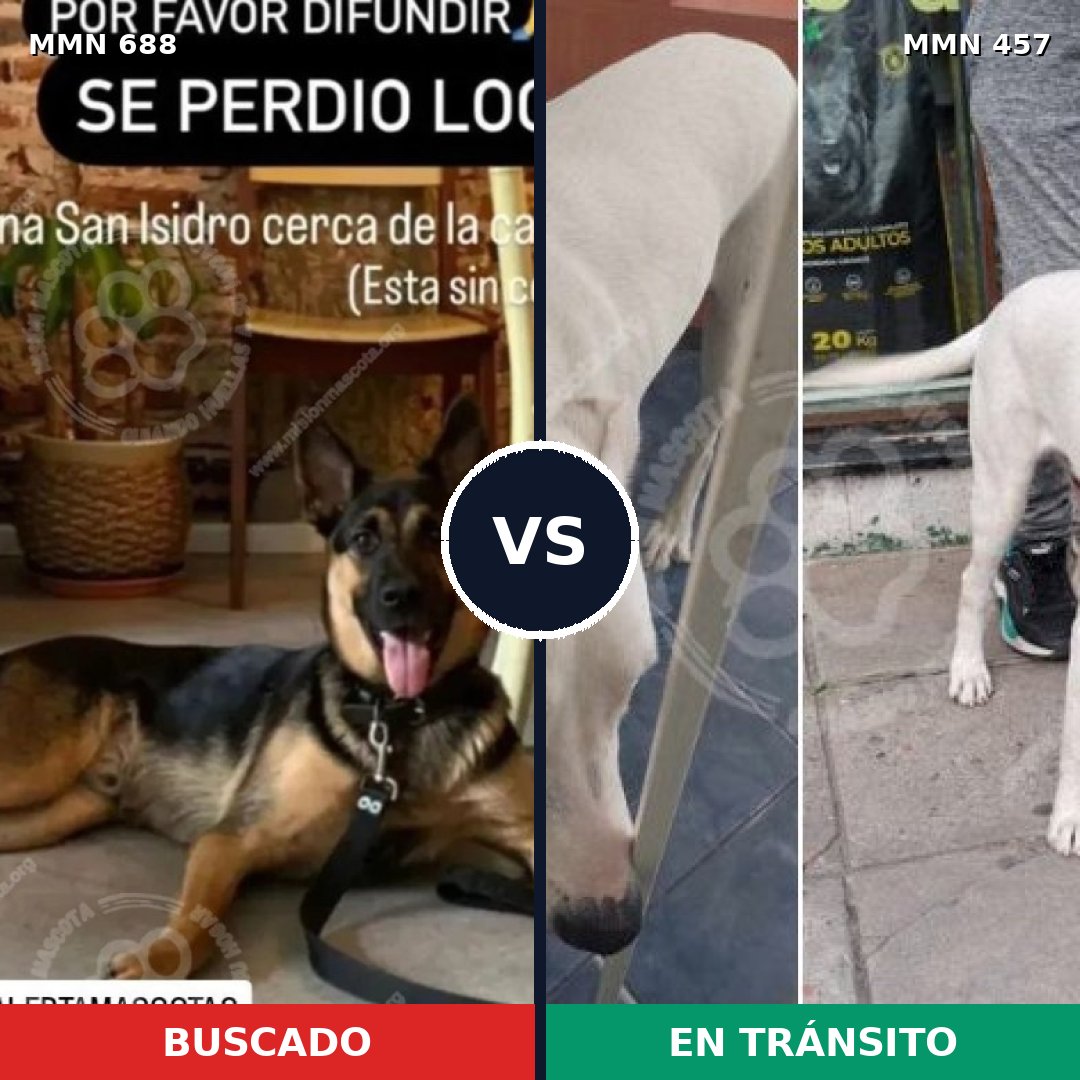 Comparativa MMS 9585: mascota perdida y mascota encontrada, 11% de similitud