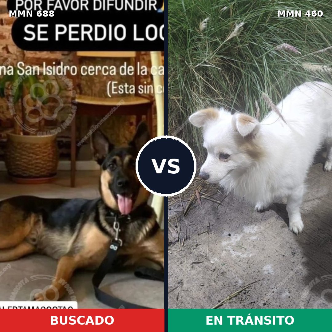 Comparativa MMS 9586: mascota perdida y mascota encontrada, 23% de similitud