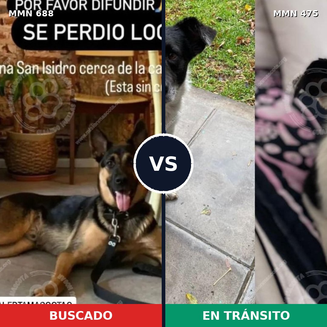 Comparativa MMS 9588: mascota perdida y mascota encontrada, 33% de similitud